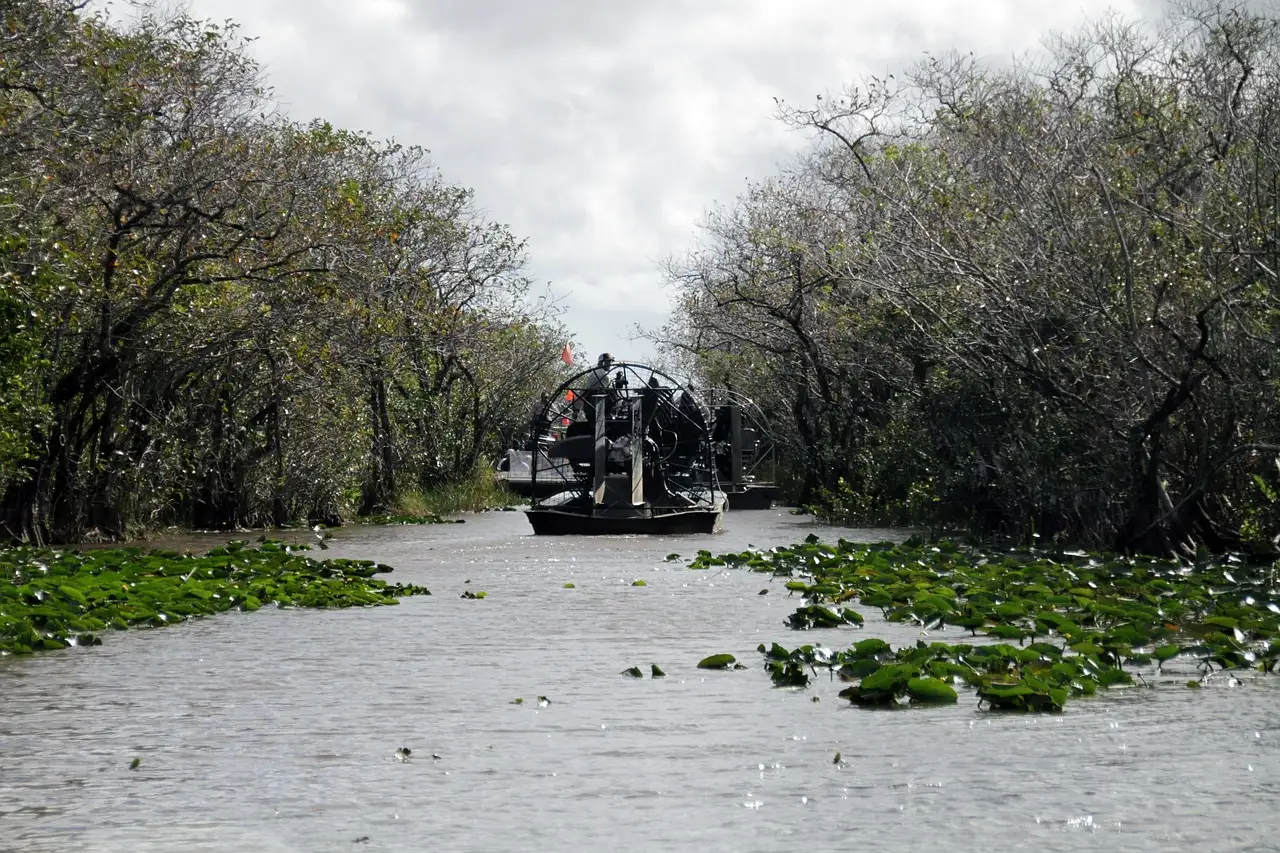 An airboat running down a channel between mangroves in the Everglades