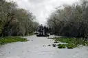 An airboat running down a channel between mangroves in the Everglades