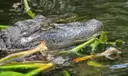 An alligator among water plants