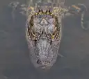 An alligator's eyes and snout above the water
