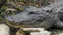 An alligator resting its head on rocks
