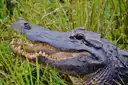 An American alligator resting in tall grass with its jaws slightly open