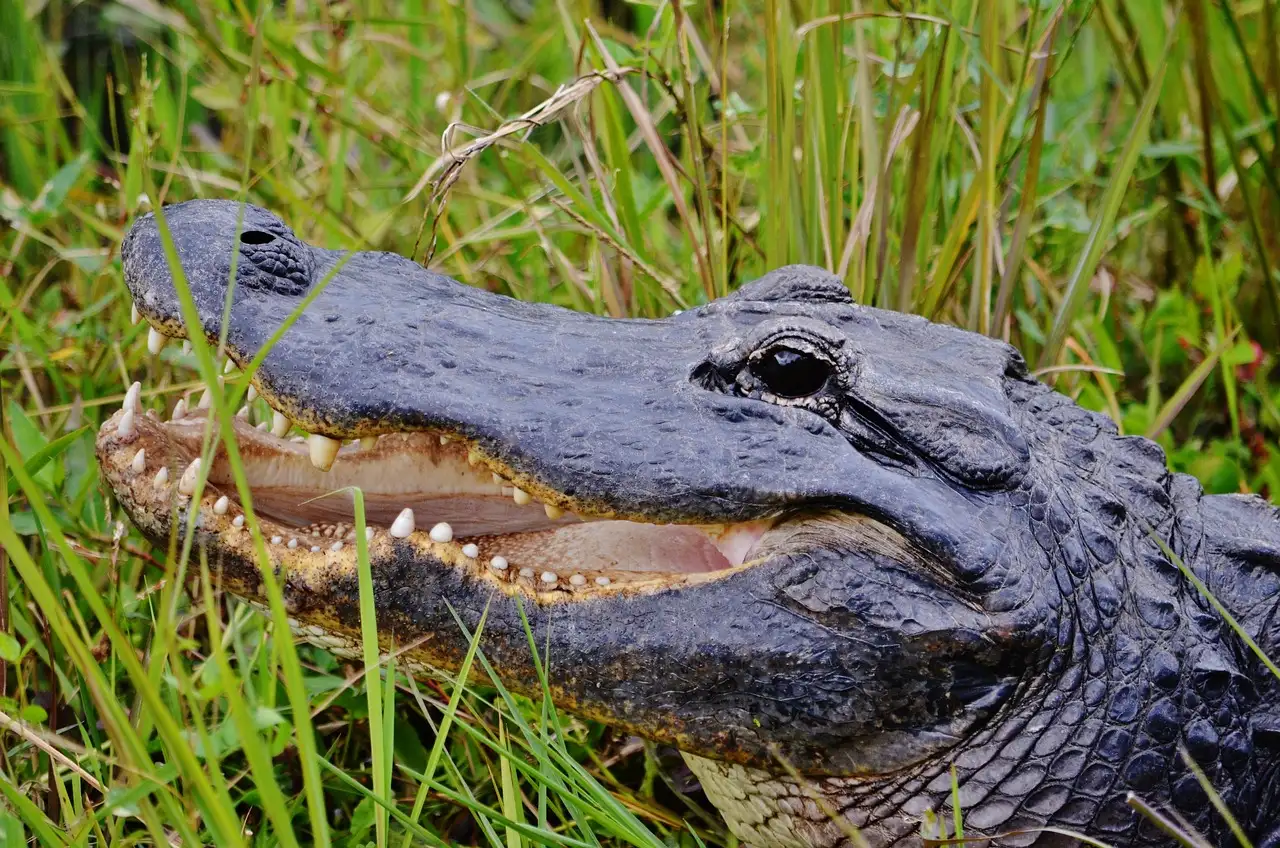 An American alligator resting in tall grass with its jaws slightly open