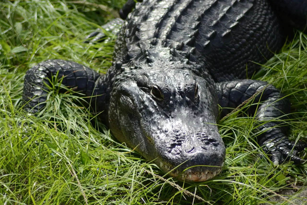 An alligator lying in green grass