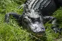 An alligator lying in green grass