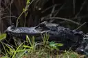 An alligator in the reeds