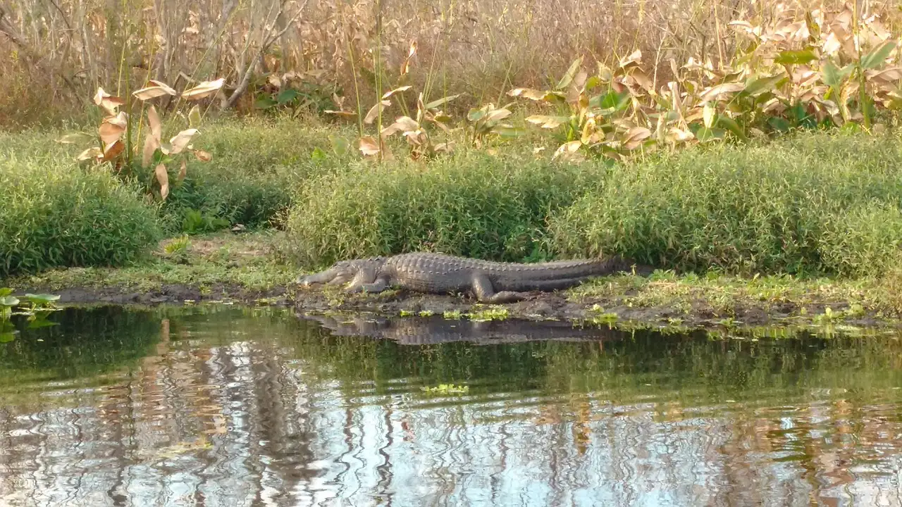 An alligator lying on a grassy bank by the water