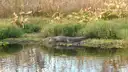 An alligator lying on a grassy bank by the water