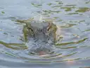 An alligator's head breaking the surface of the water