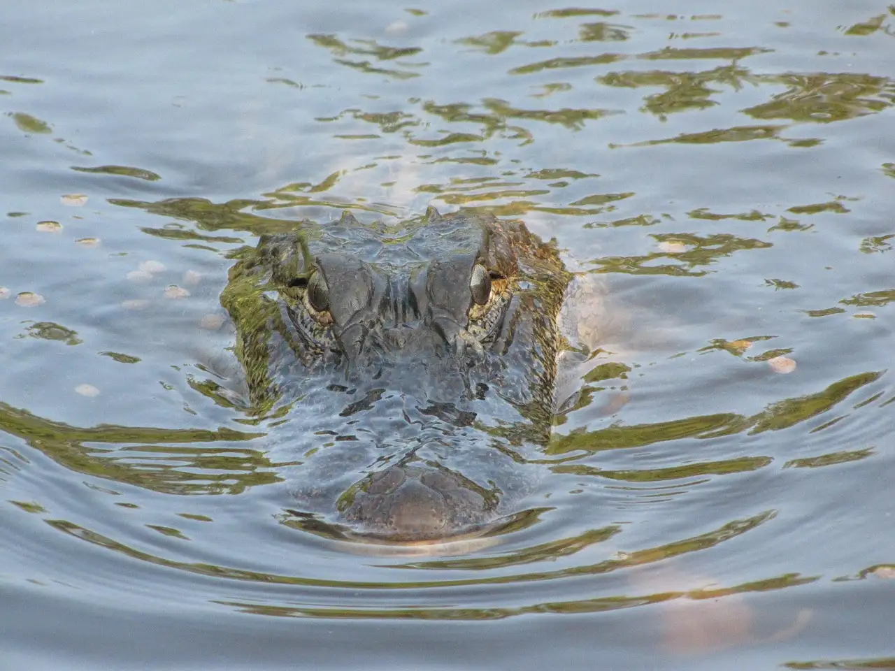 An alligator's head breaking the surface of the water