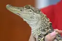 A young alligator held in a handler's hands