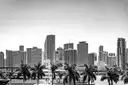 Black-and-white view of the downtown Miami skyline behind palm trees on the bay