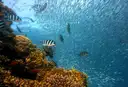 Fish schooling over a coral reef