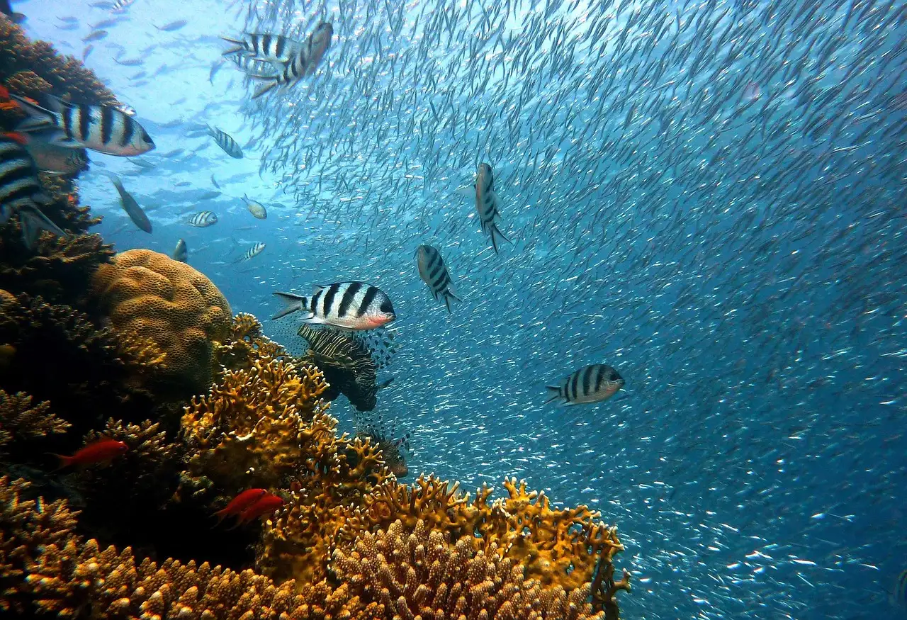 Fish schooling over a coral reef