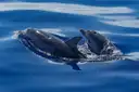 Dolphins surfacing in deep blue water