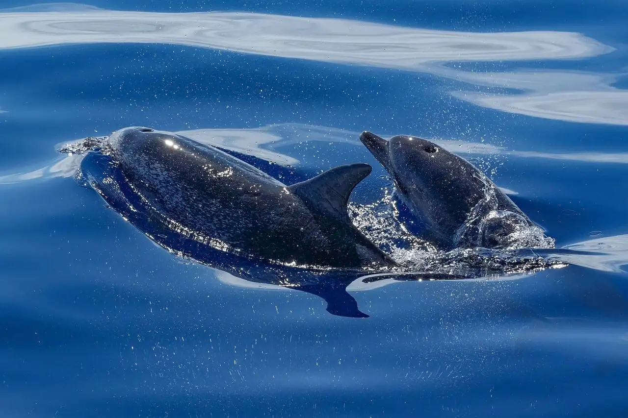Dolphins surfacing in deep blue water