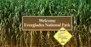 Welcome to Everglades National Park sign with an alligator crossing warning in front of tall sawgrass