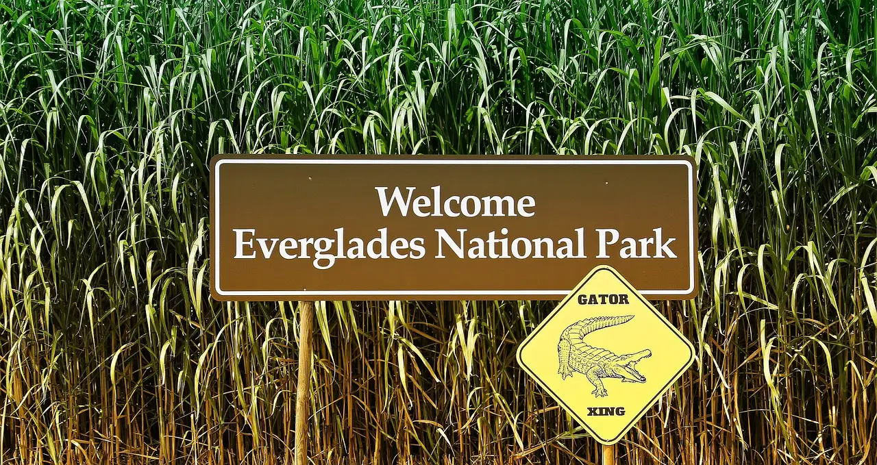 Welcome to Everglades National Park sign with an alligator crossing warning in front of tall sawgrass