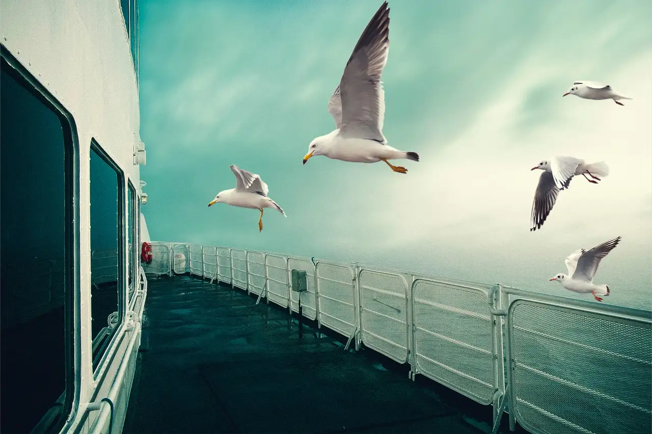 The open deck of a ferry at sea, with gulls flying beside the railing