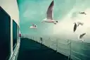 The open deck of a ferry at sea, with gulls flying beside the railing