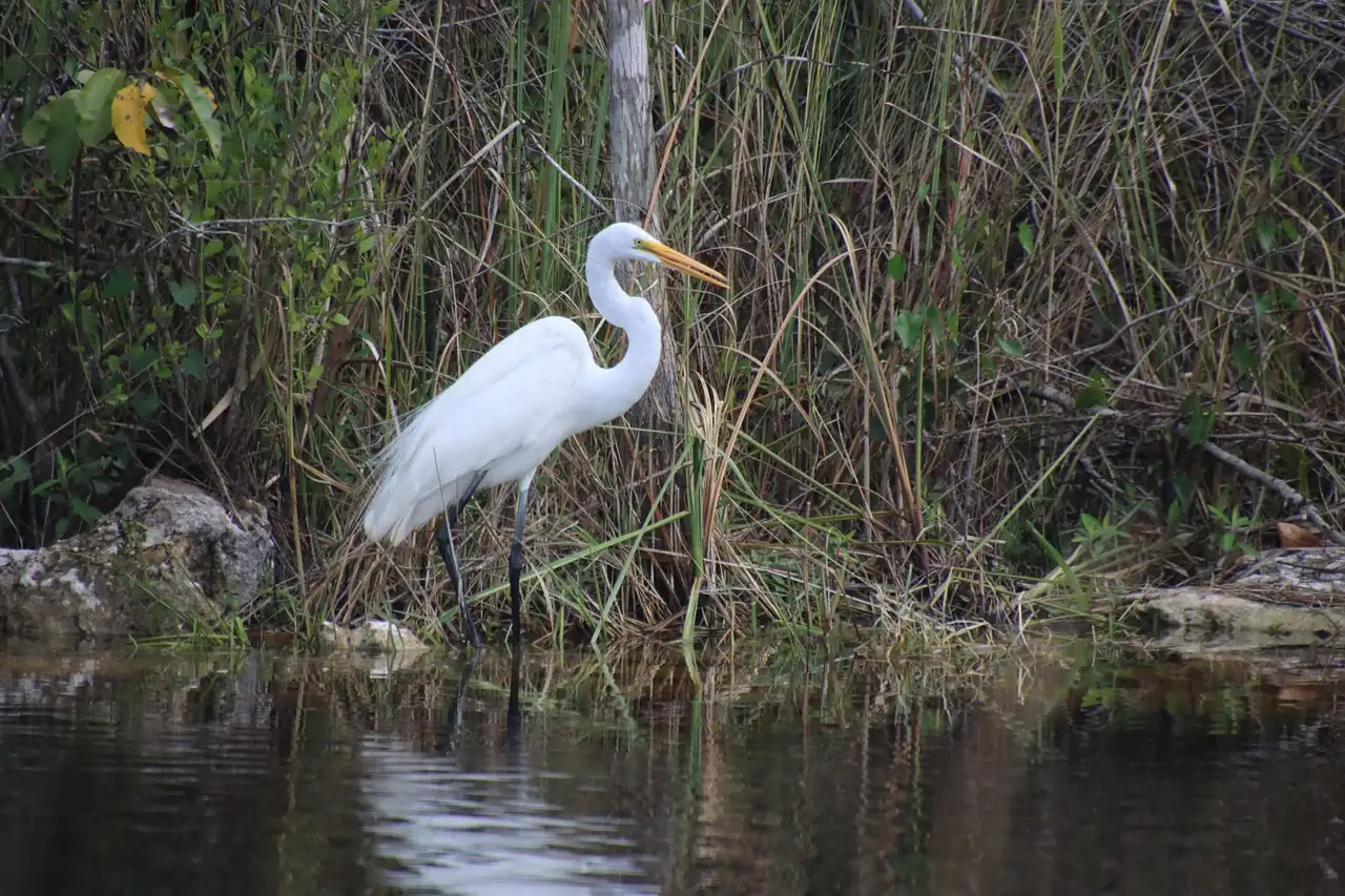A great egret standing at the edge of swamp water