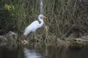 A great egret standing at the edge of swamp water