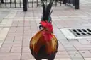 A rooster on a pavement, one of Key West's free-roaming chickens