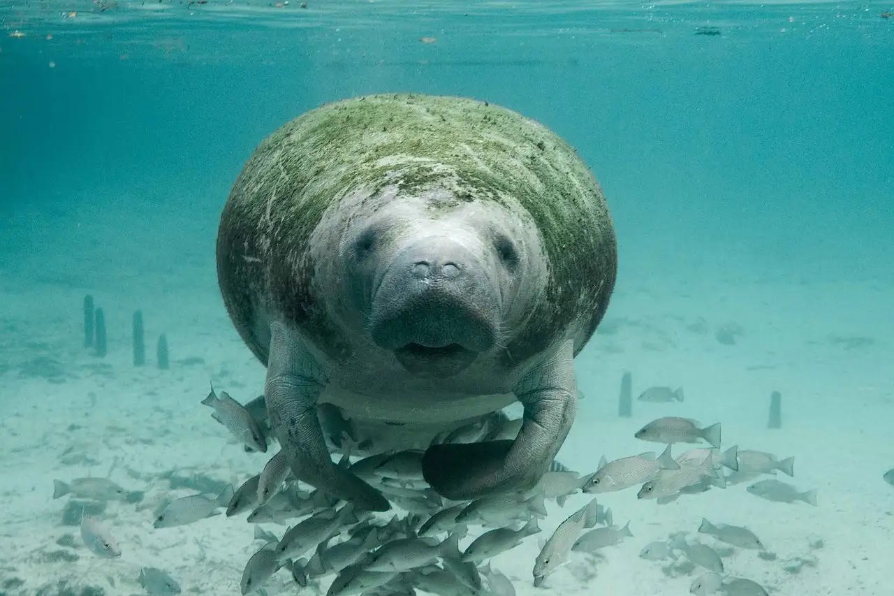 A manatee swimming in clear water
