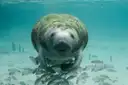 A manatee swimming in clear water