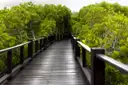 A wooden boardwalk running through a mangrove forest