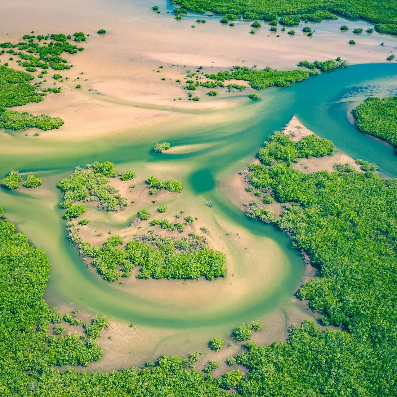 A river winding through mangrove forest, seen from above