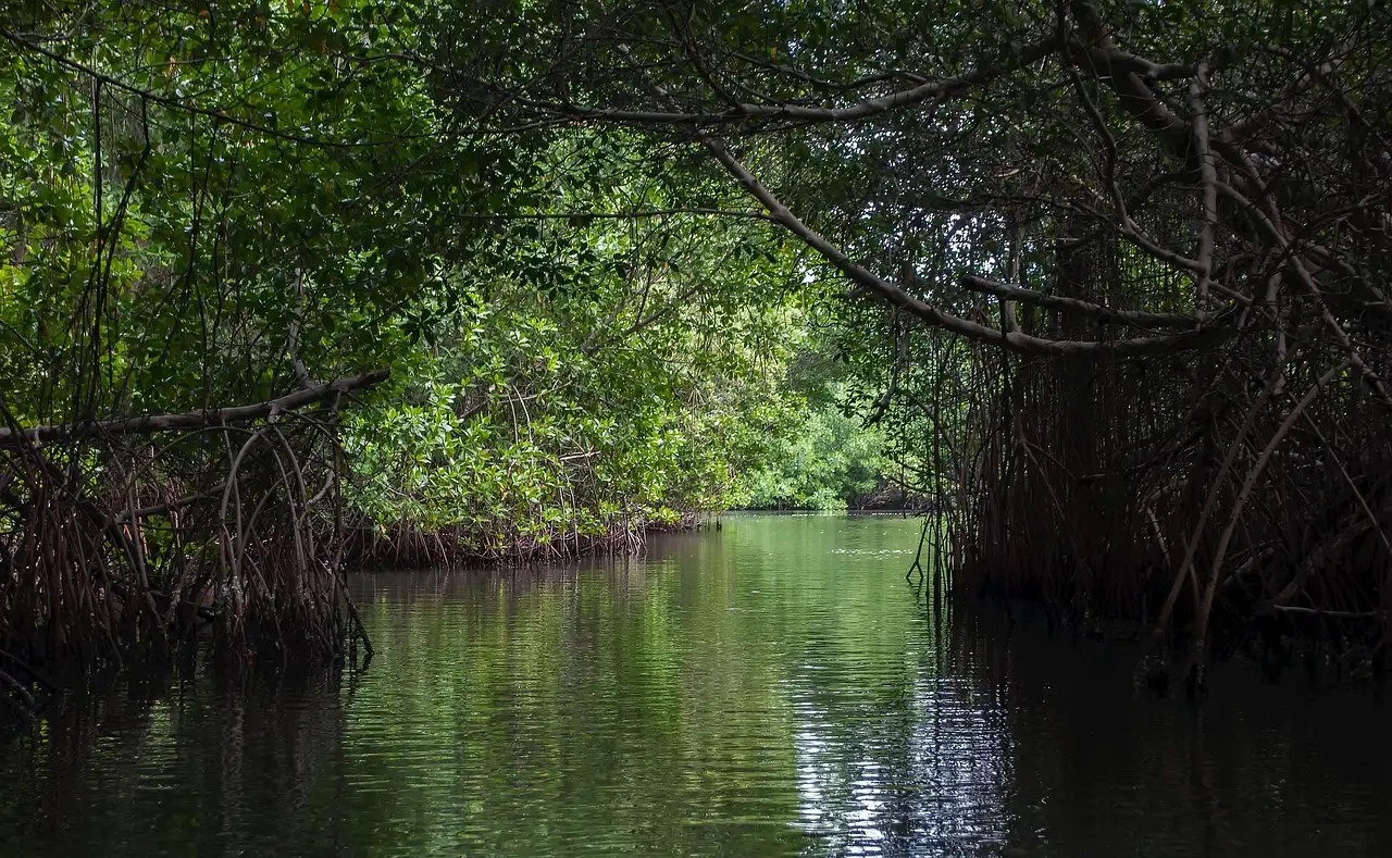 A narrow water channel through a mangrove tunnel