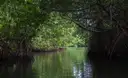 A narrow water channel through a mangrove tunnel