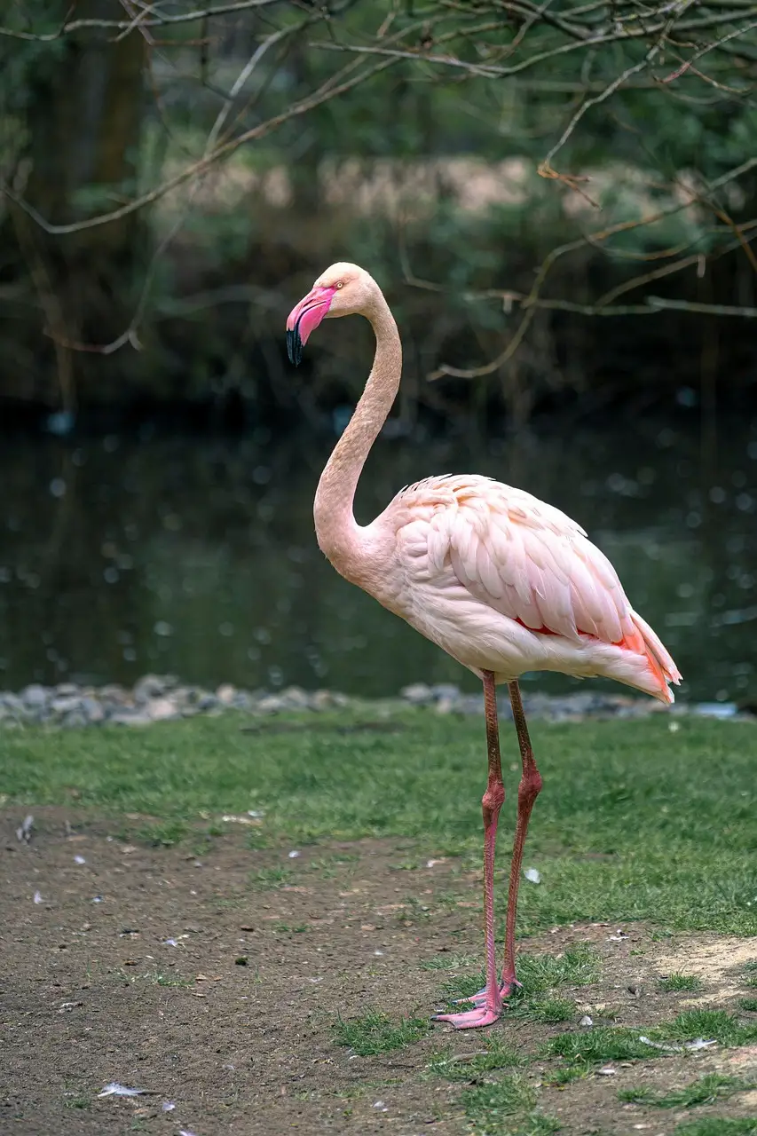Pink flamingo standing at the water's edge at a Miami zoo