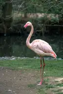 Pink flamingo standing at the water's edge at a Miami zoo