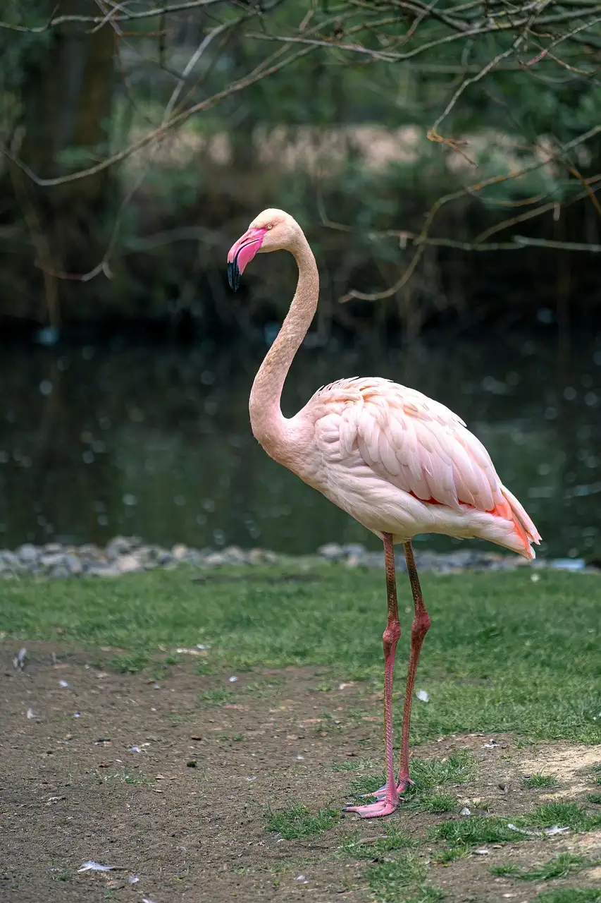 Pink flamingo standing at the water's edge at a Miami zoo