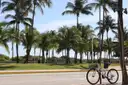 A bicycle parked under palm trees beside the road at Lummus Park