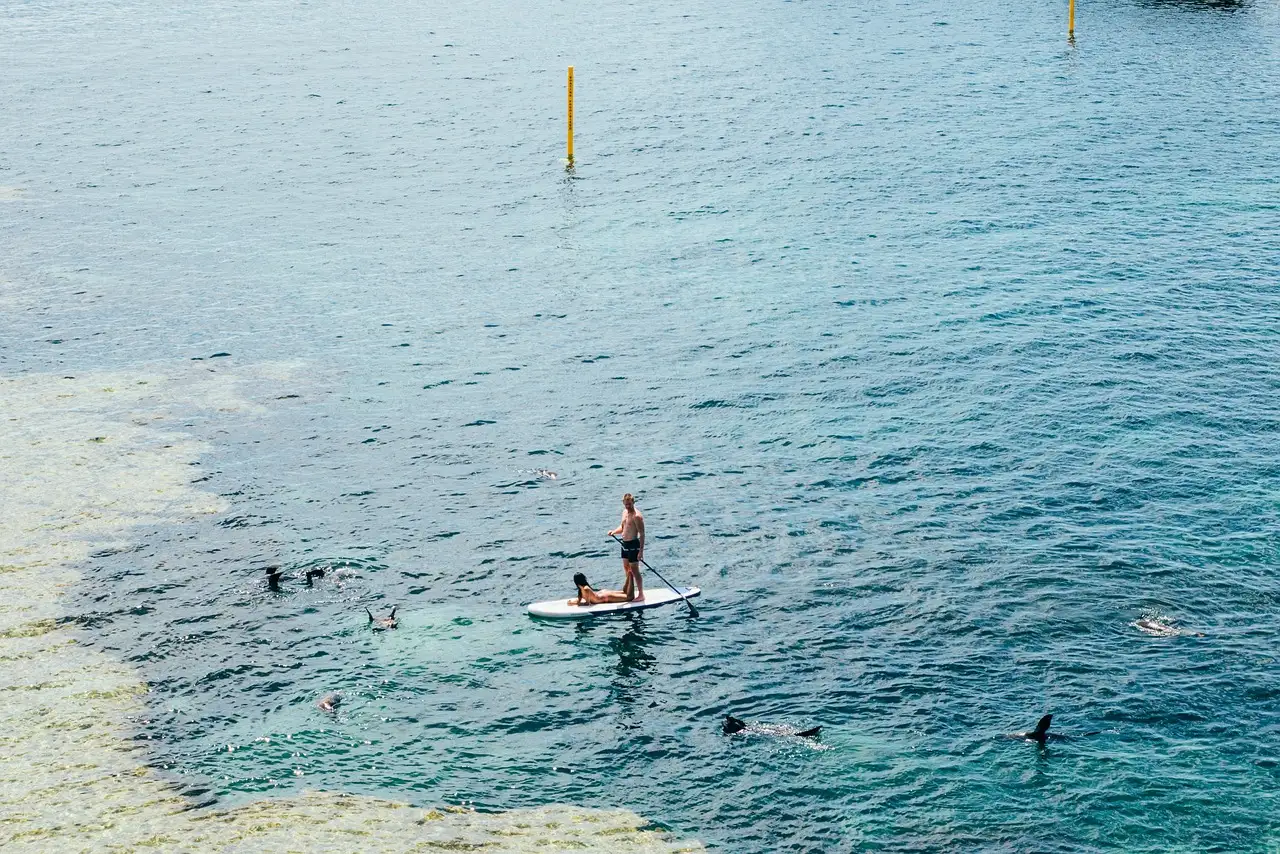 A paddleboarder standing among snorkelers in clear blue water, seen from above