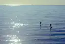 Two paddleboarders far out on a sunlit bay