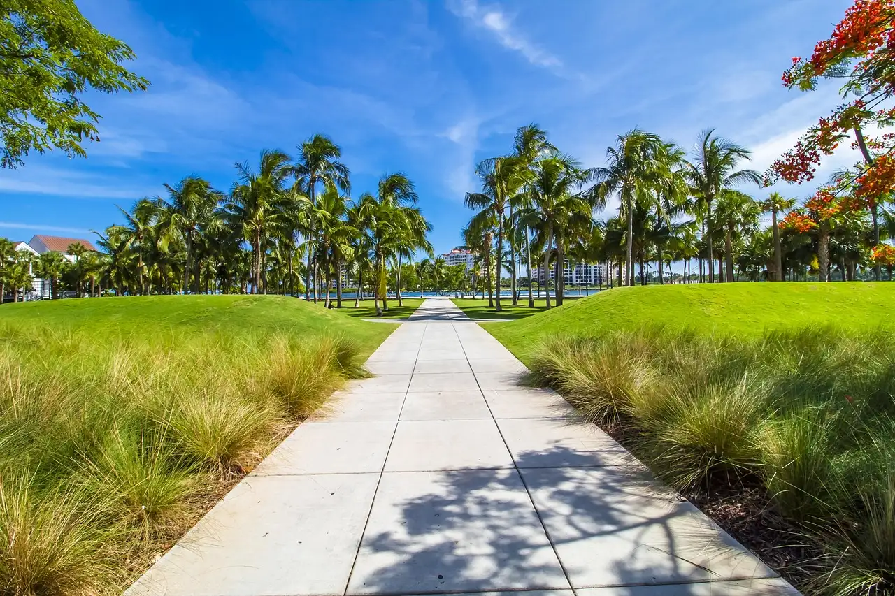 A paved path lined with palm trees and grass