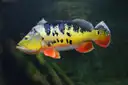 A peacock bass with its bright colours and eye-spot tail