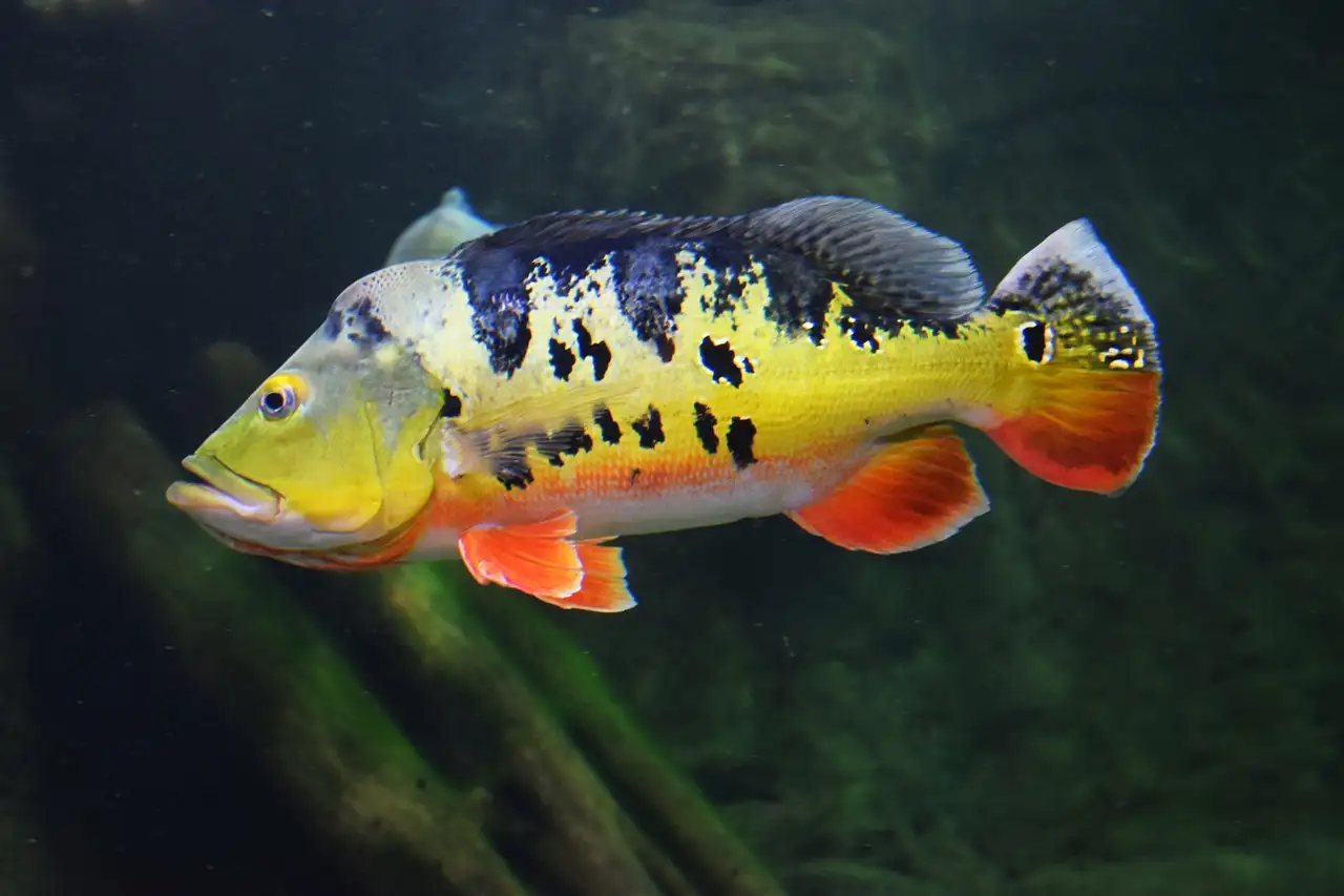 A peacock bass with its bright colours and eye-spot tail