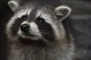 A raccoon looking out from the shadows