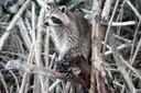 A raccoon climbing through mangrove roots