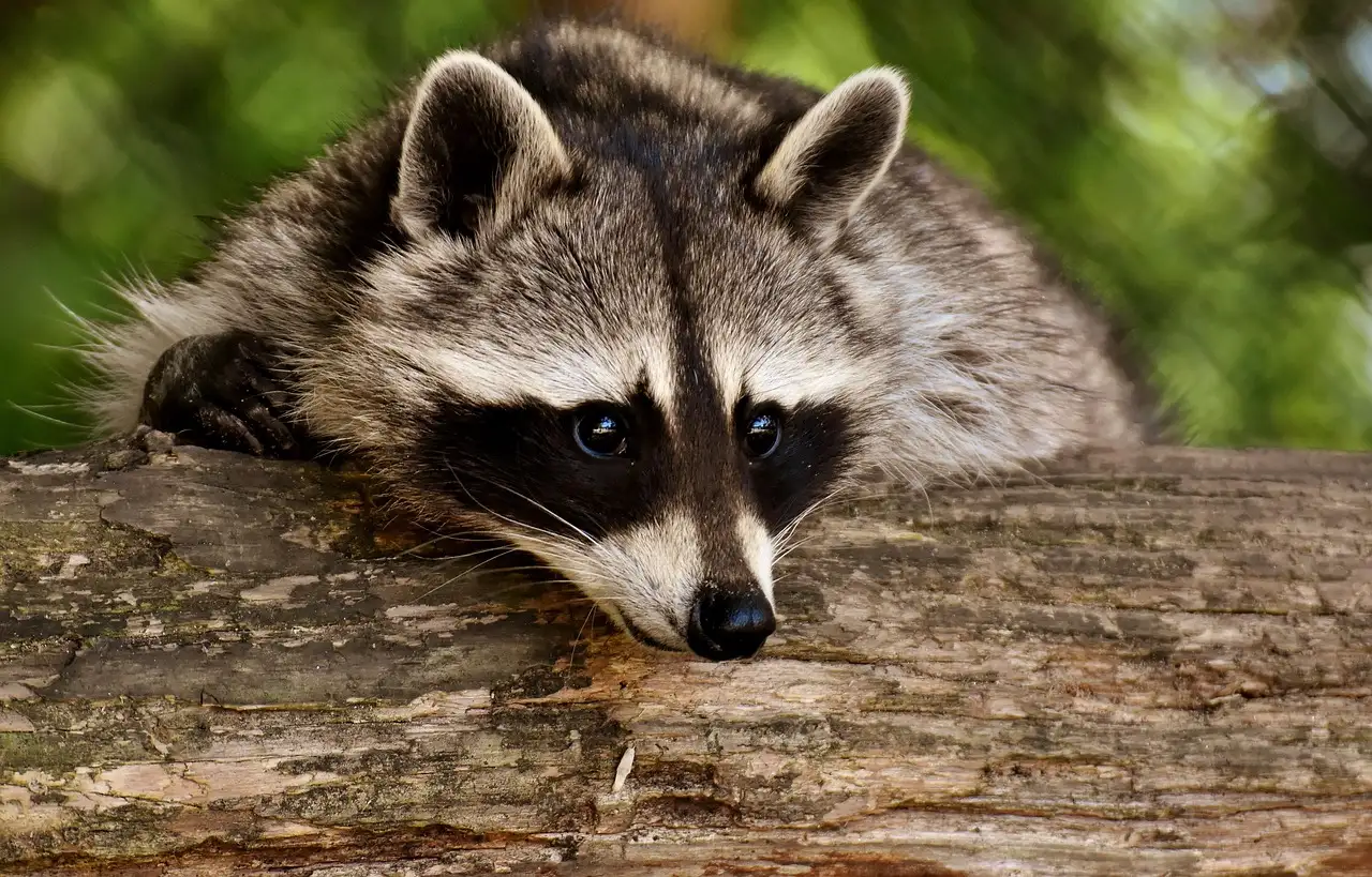 A raccoon resting on a log