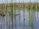 Sawgrass growing in shallow water