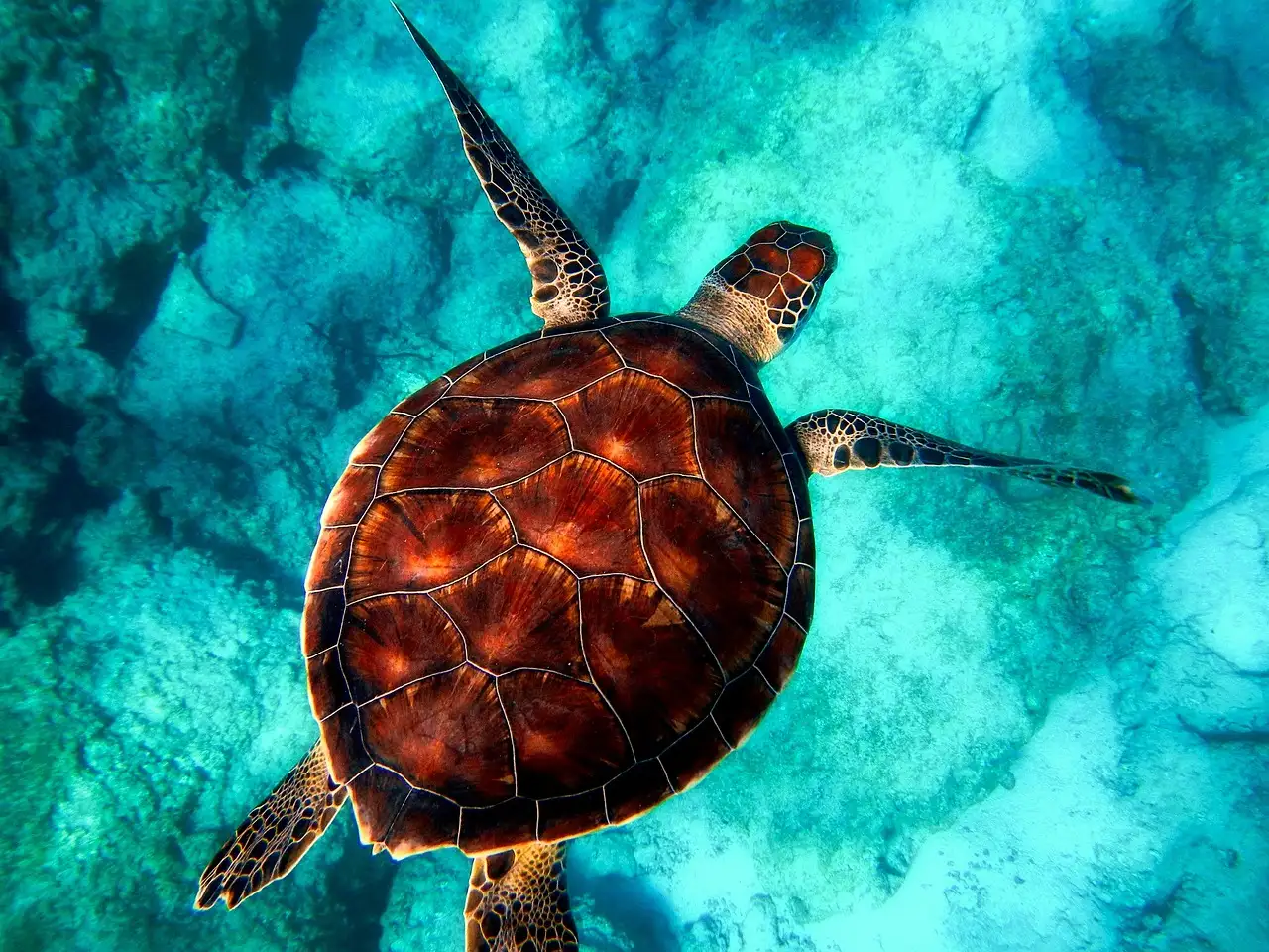 A sea turtle swimming over bright water, seen from above