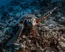 A sea turtle resting on a reef
