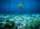 A sea turtle swimming over sand and seagrass