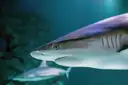 A shark swimming in blue water